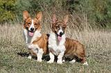 CORGI CARDIGAN 056